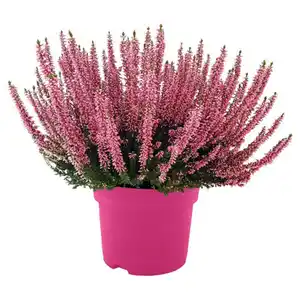GARDENLINE Callunen Pink Girls