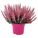 Bild 1 von GARDENLINE Callunen Pink Girls