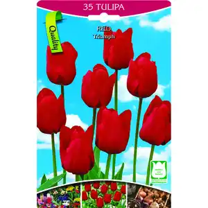 Tulpen rot 35 Stück