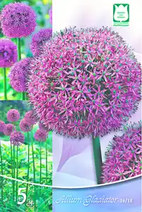 Allium Gladiator 5 Blumenzwiebeln