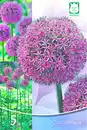 Bild 1 von Allium Gladiator 5 Blumenzwiebeln