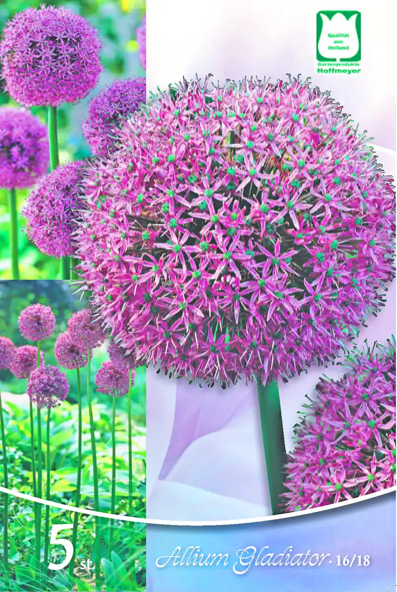 Bild 1 von Allium Gladiator 5 Blumenzwiebeln