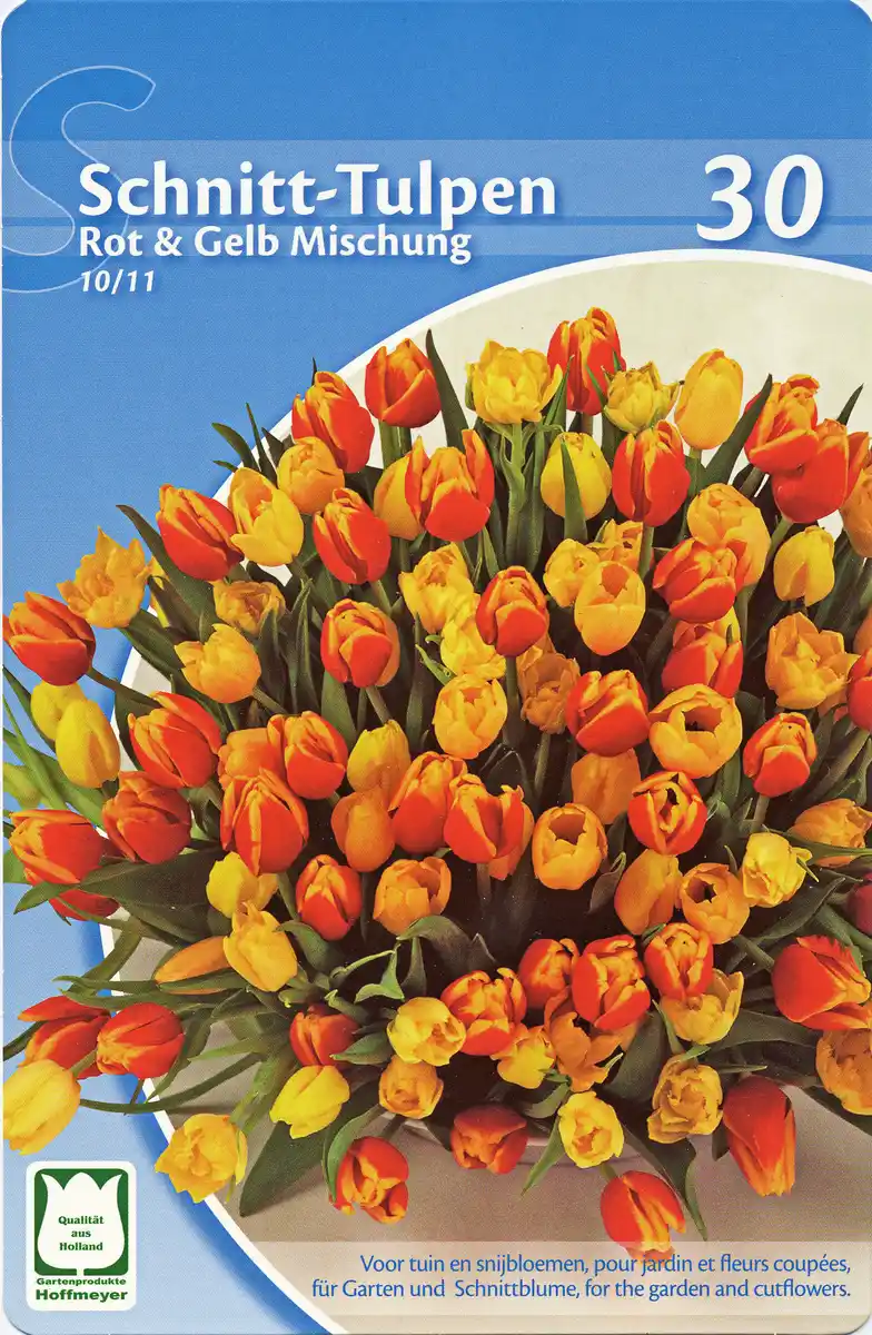 Bild 1 von Schnitt-Tulpen versch. Sorten