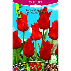 Tulpen Rotkäppchen 35 Stück