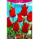 Bild 1 von Tulpen Rotkäppchen 35 Stück