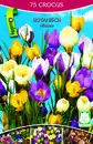 Bild 1 von Krokusse 75 Stück