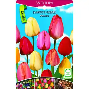 Tulpen hohe Mischung