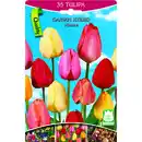 Bild 1 von Tulpen hohe Mischung