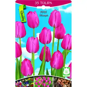 Tulpen rosa 35 Stück