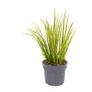 Bild 2 von GARDENLINE Ziergras