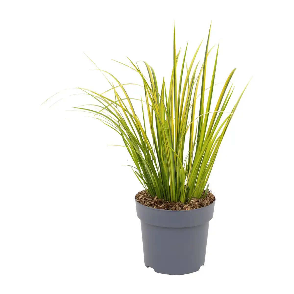 Bild 2 von GARDENLINE Ziergras
