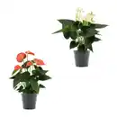 Bild 1 von GARDENLINE Anthurie
