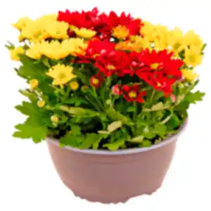 REWE Beste Wahl Chrysanthemen