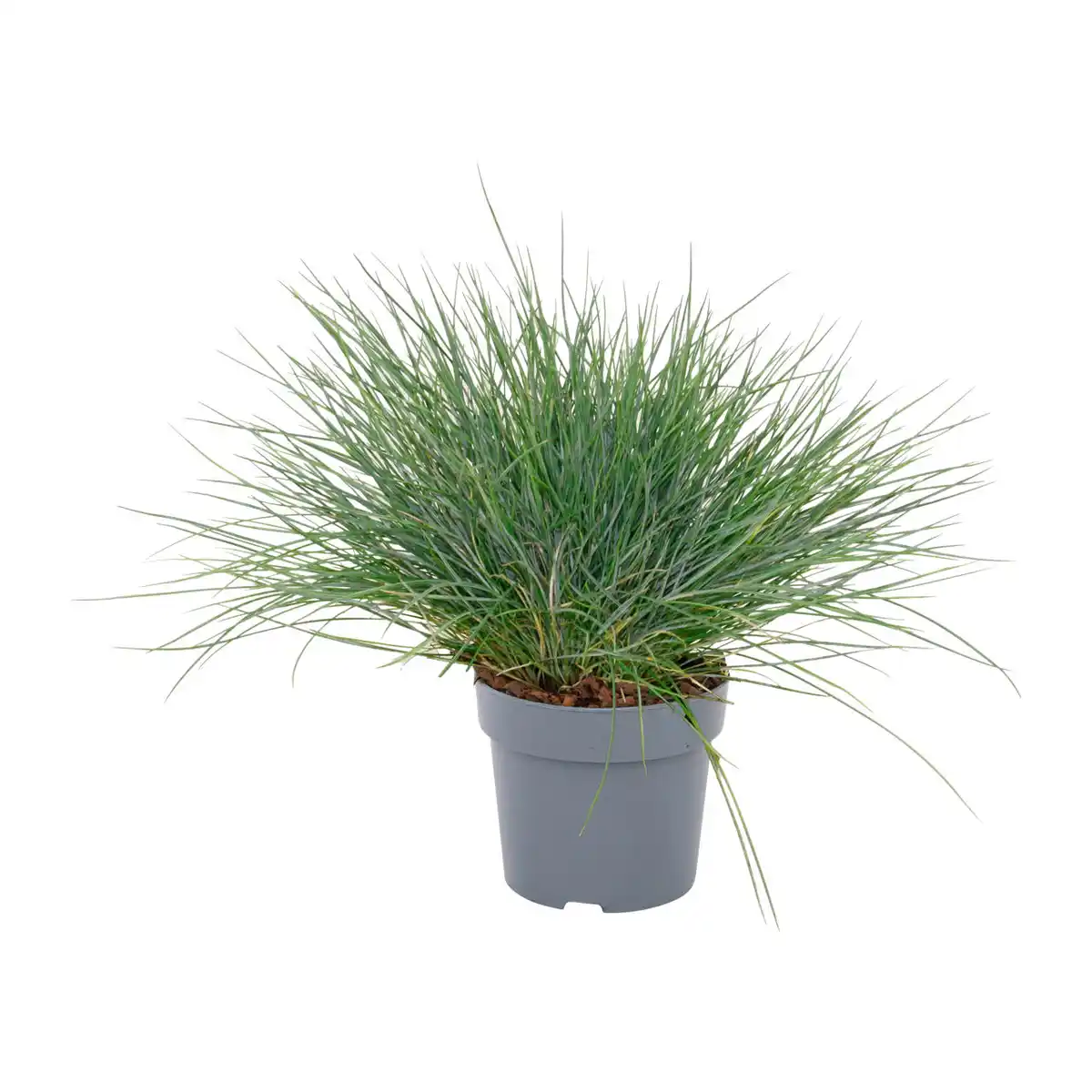 Bild 4 von GARDENLINE Ziergras