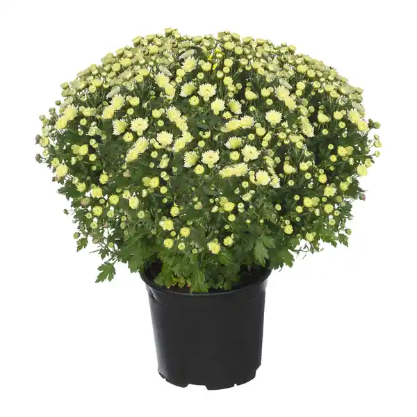 Bild 3 von GARDENLINE Bauernchrysantheme