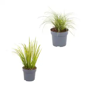 GARDENLINE Ziergras