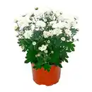 Bild 2 von GARDENLINE Chrysantheme