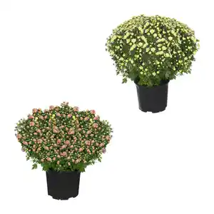 GARDENLINE Bauernchrysantheme