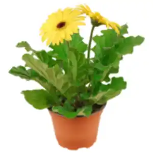 Chrysantheme »Jellyfish« oder REWE Beste Wahl Gerbera