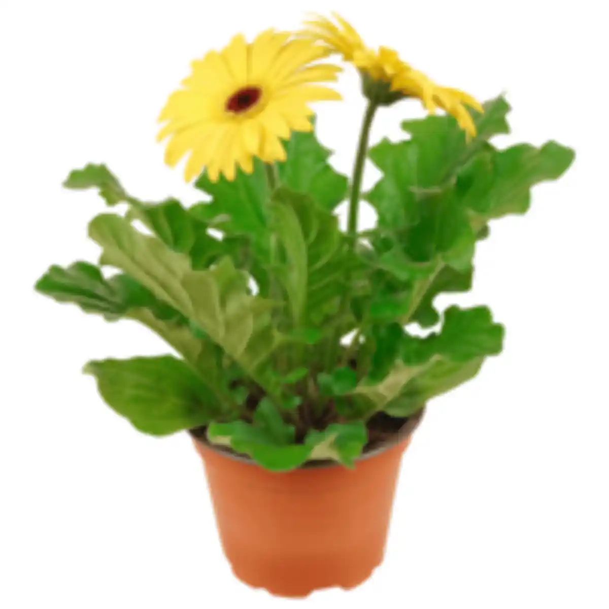 Bild 1 von Chrysantheme »Jellyfish« oder REWE Beste Wahl Gerbera