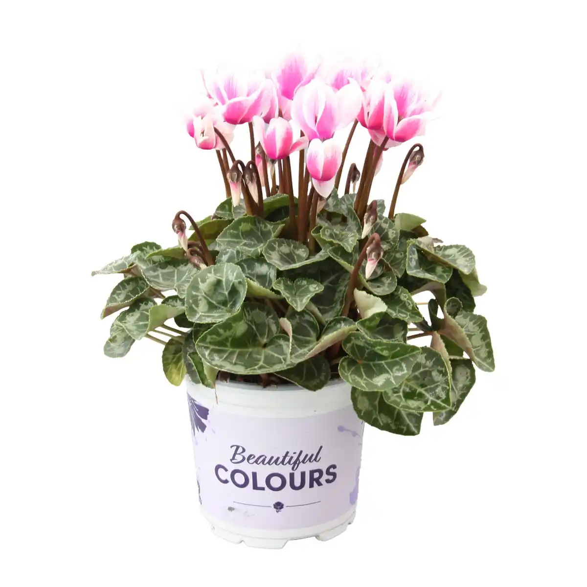 Bild 4 von GARDENLINE Alpenveilchen