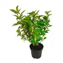 Bild 3 von GARDENLINE Ilex „Blue Maid” / Callicarpa