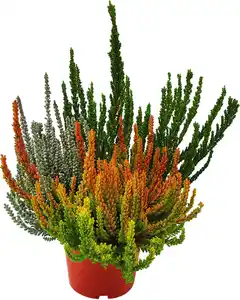 Calluna Dream Team 13 cm Topf