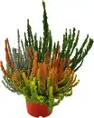Bild 1 von Calluna Dream Team 13 cm Topf