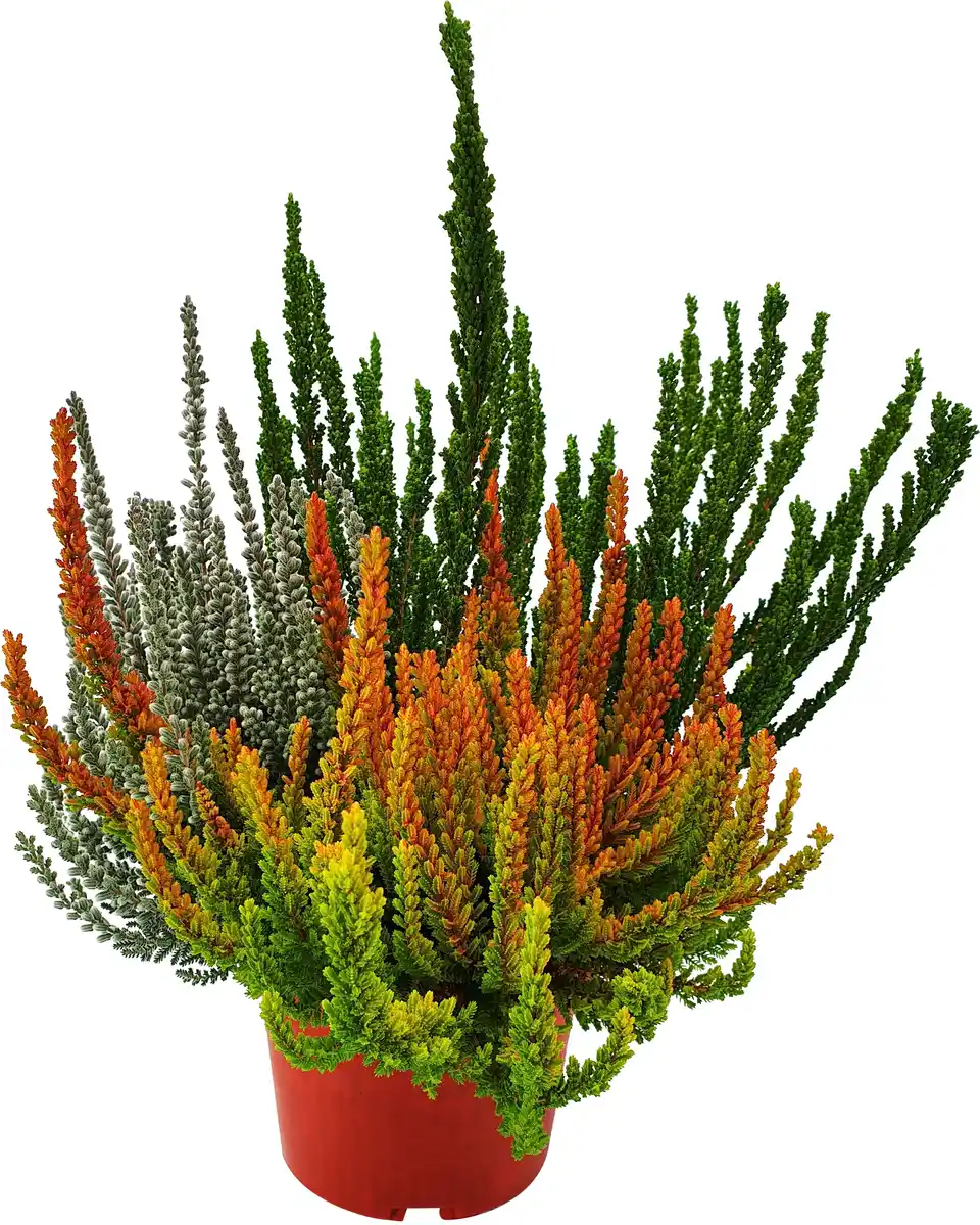 Bild 1 von Calluna Dream Team 13 cm Topf