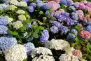 Bild 2 von Gartenhortensie