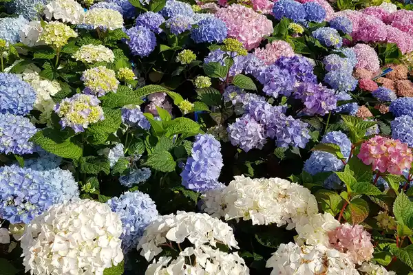 Bild 2 von Gartenhortensie