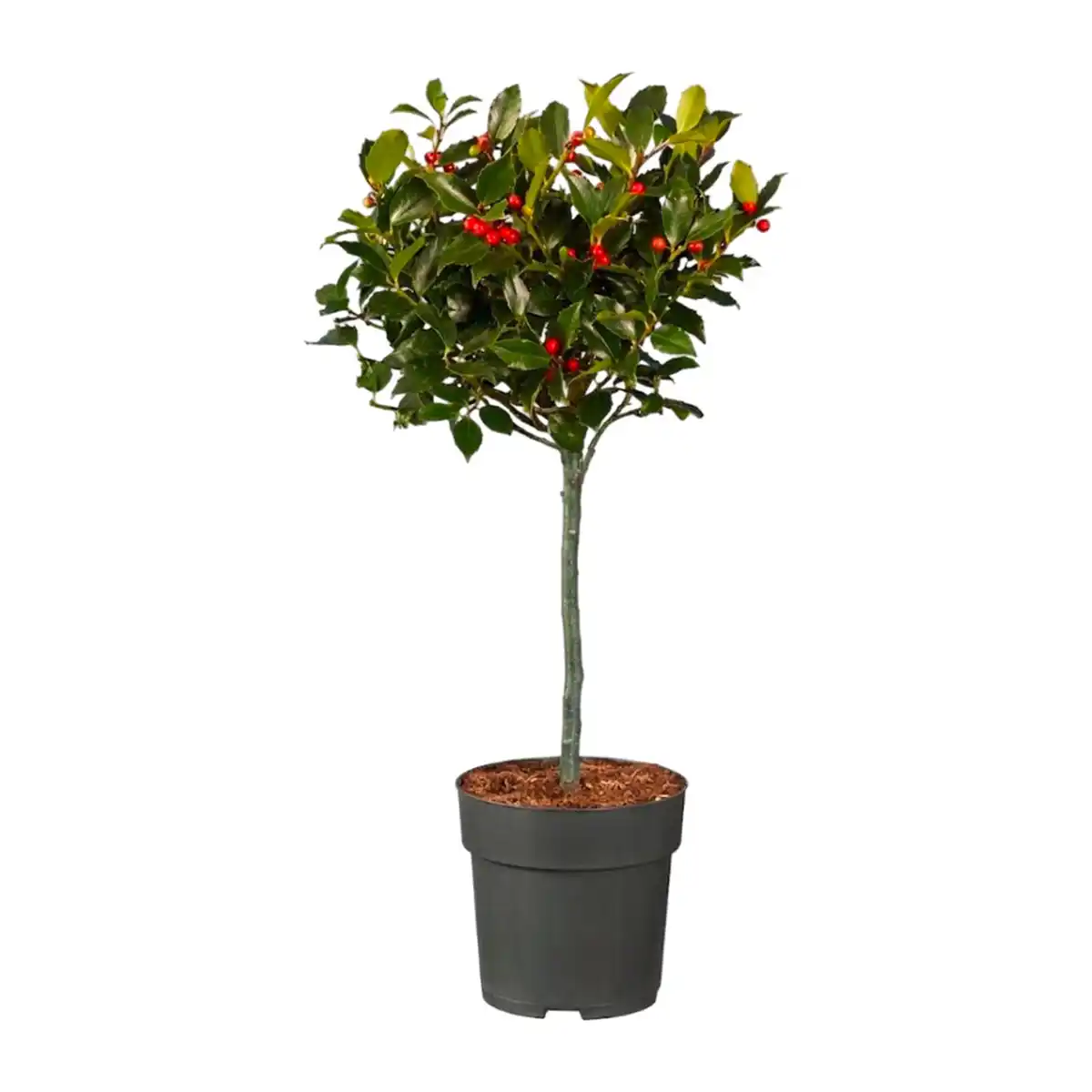 Bild 4 von GARDENLINE Ilex „Blue Maid” / Callicarpa