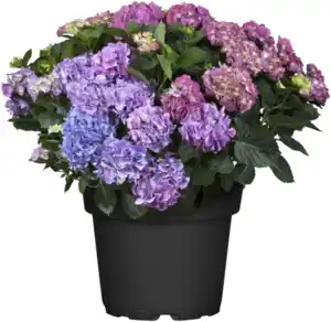 Gartenhortensie