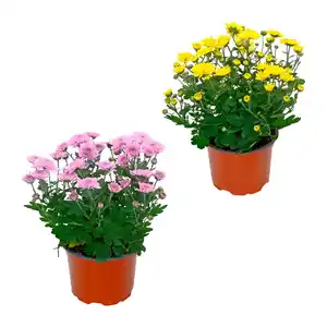 GARDENLINE Chrysantheme