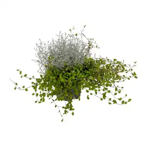 GARDENLINE Calocephalus mit Muehlenbeckia