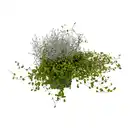 Bild 1 von GARDENLINE Calocephalus mit Muehlenbeckia