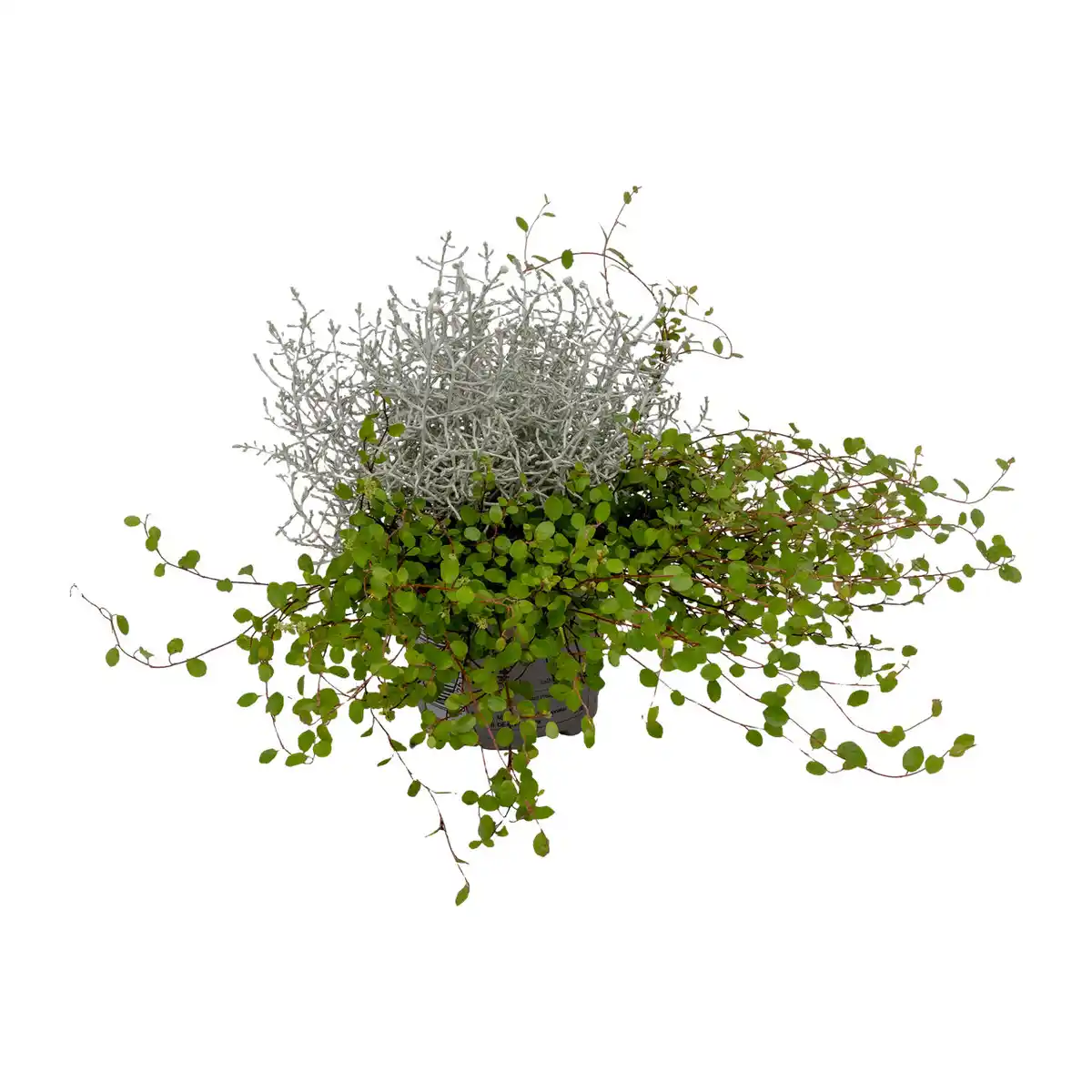 Bild 1 von GARDENLINE Calocephalus mit Muehlenbeckia