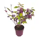 Bild 2 von GARDENLINE Ilex „Blue Maid” / Callicarpa