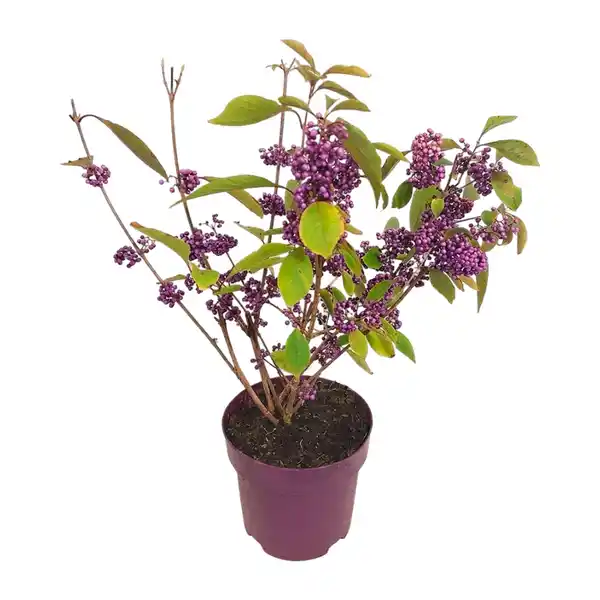 Bild 2 von GARDENLINE Ilex „Blue Maid” / Callicarpa