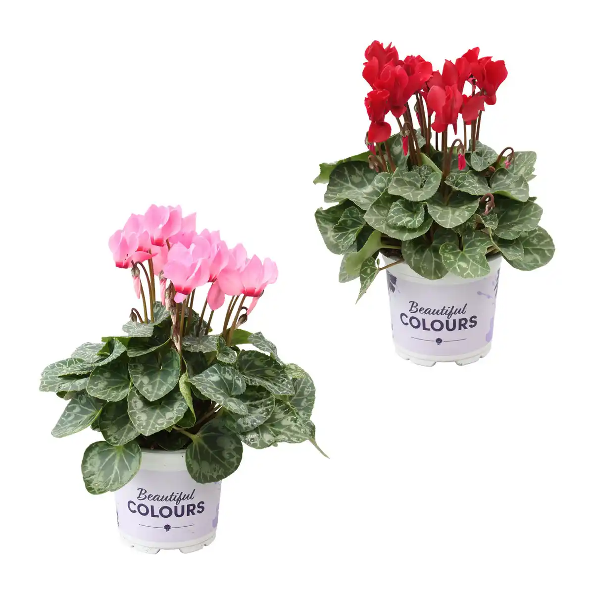 Bild 1 von GARDENLINE Alpenveilchen