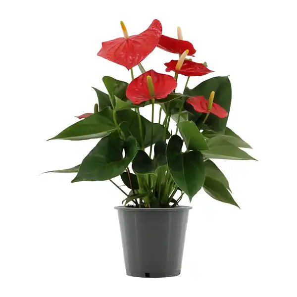 Bild 2 von GARDENLINE Anthurie