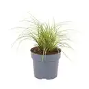 Bild 3 von GARDENLINE Ziergras