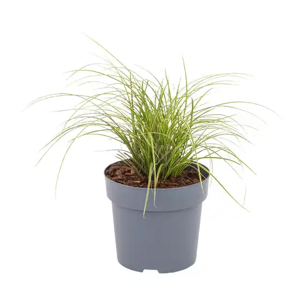 Bild 3 von GARDENLINE Ziergras