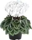 Bild 1 von Alpenveilchen Cyclame Midi 10,5 cm Topf