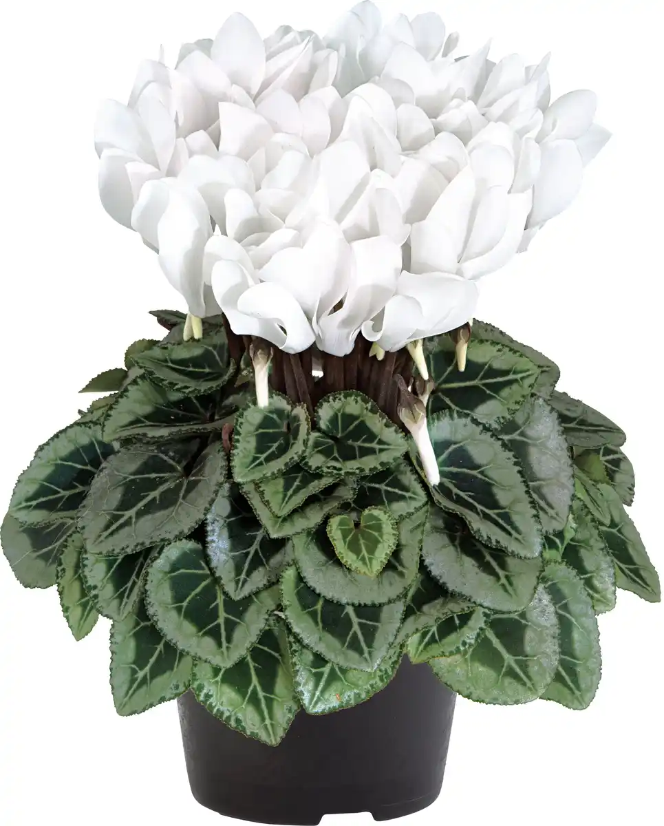 Bild 1 von Alpenveilchen Cyclame Midi 10,5 cm Topf