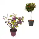 Bild 1 von GARDENLINE Ilex „Blue Maid” / Callicarpa