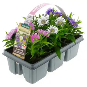 GARDENLINE Aster-Trio 6er-Tray