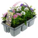 Bild 1 von GARDENLINE Aster-Trio 6er-Tray