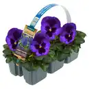 Bild 1 von GARDENLINE Viola F1 6er-Tray, Blau