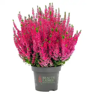 GARDENLINE Calluna Beauty Ladies®